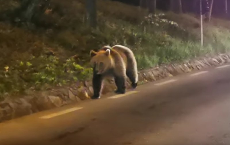 Urs filmat pe bulevard, în Sinaia. Primarul din stațiune: „Sunt peste tot”