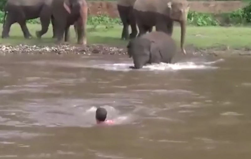 Momentul în care un pui de elefant salvează un bărbat de la înec | VIDEO