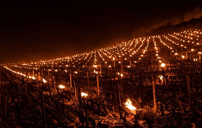 Bilanțul înghețului de aprilie în Franța: o treime din producția de vin, pierdută. „O catastrofă agricolă”