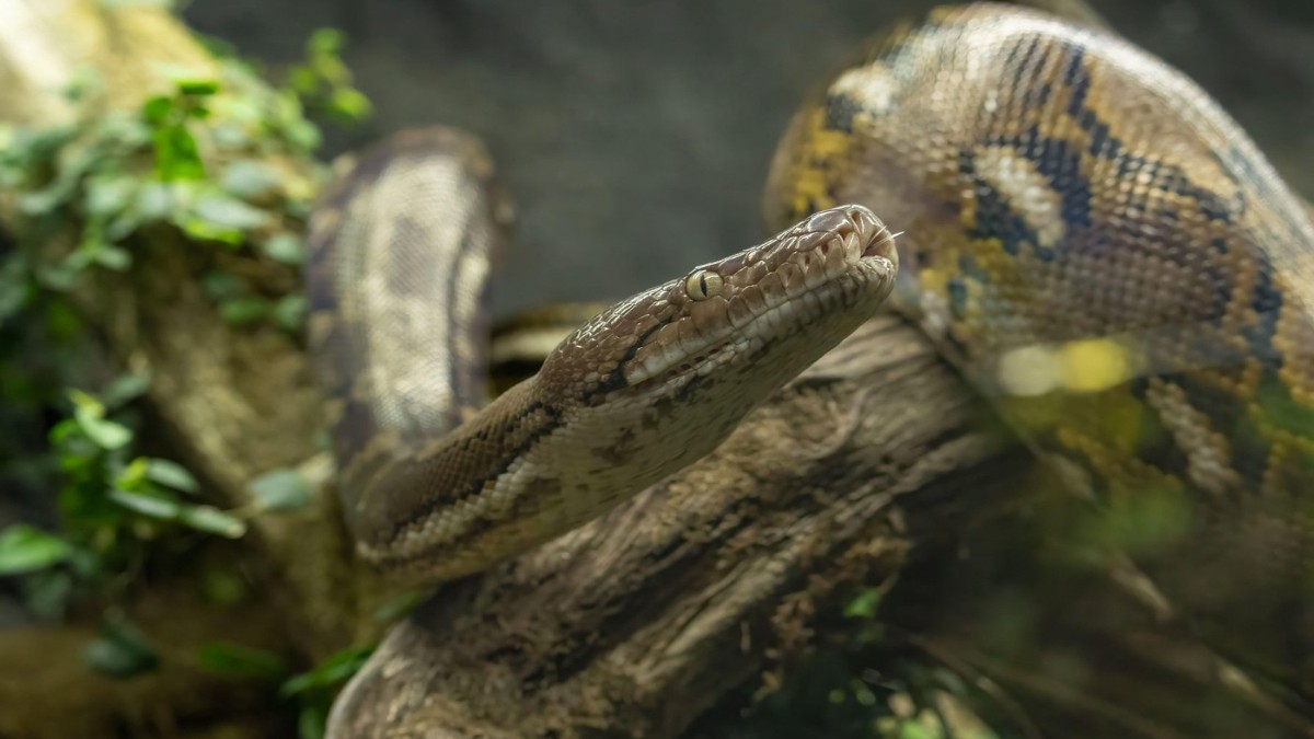 Un piton uriaș, de 6 metri, „spălat” de ploile abundente din provincia thailandeză Pattani: „Ca după apocalipsă” Foto: Profimedia Images