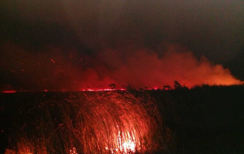 Incendiul din Delta Dunării a fost stins după șase ore. Au ars cinci hectare de vegetație