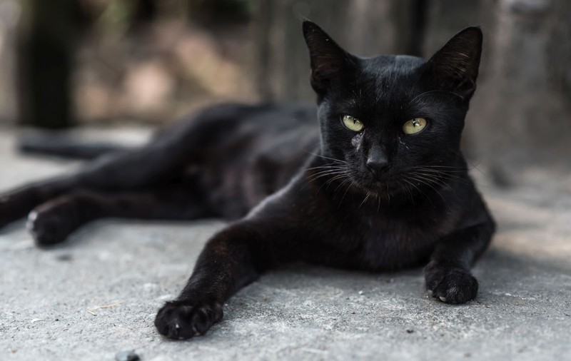 Pisicile negre, superstiții și curiozități. De ce sunt sărbătorite pe 17 august!