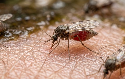 Silvicultorii avertizează împotriva insectelor care sug sânge: „De 100 ori mai rău decât țânțarii” | VIDEO