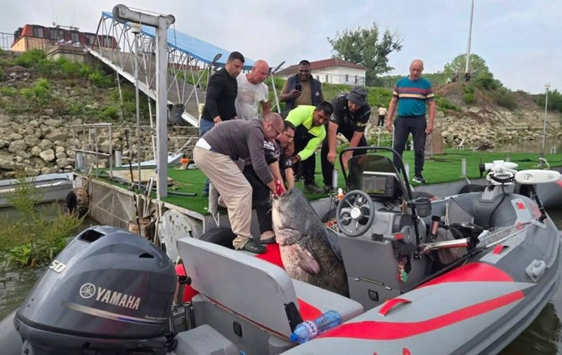 Un somn de aproape trei metri, 150 kg și o vârstă de peste 35 de ani a fost prins de un grup de pescari pe Dunăre | VIDEO