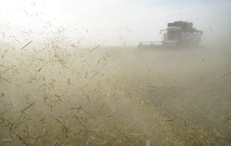 Noi probleme pentru Kremlin: principalele regiuni agricole din Rusia anunță o prăbușire a producției de grâu, porumb și floarea-soarelui