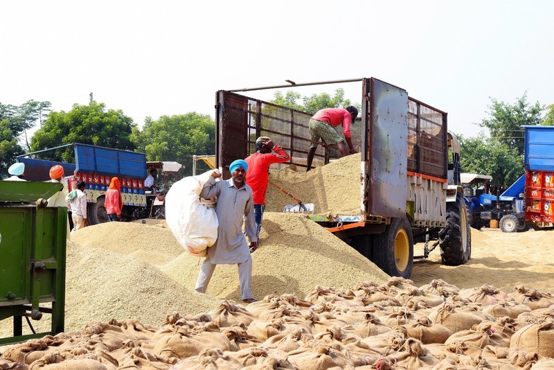 O piață de cereale din regiunea Punjab din India | Foto: Shutterstock