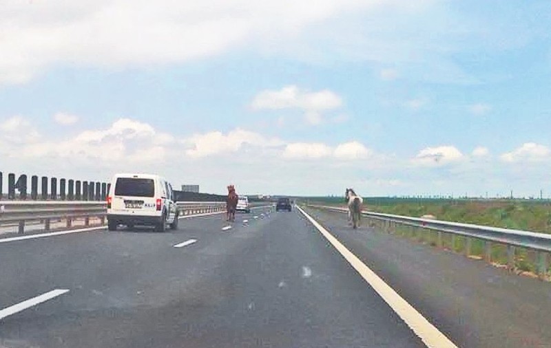 Cai în galop pe autostradă