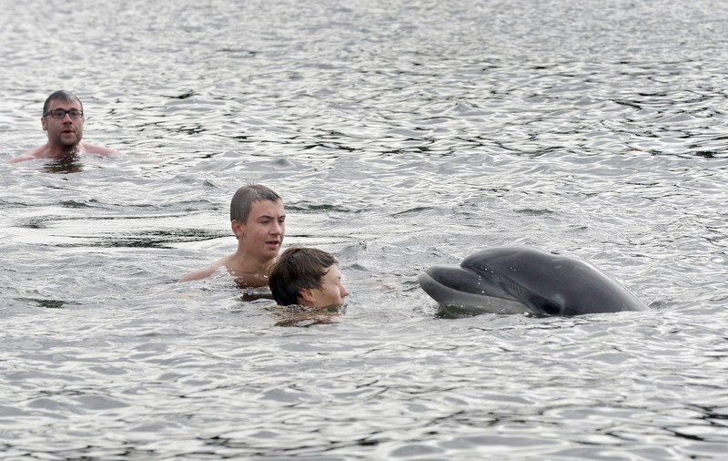 Plajă închisă din cauza unui delfin prea jucăuș