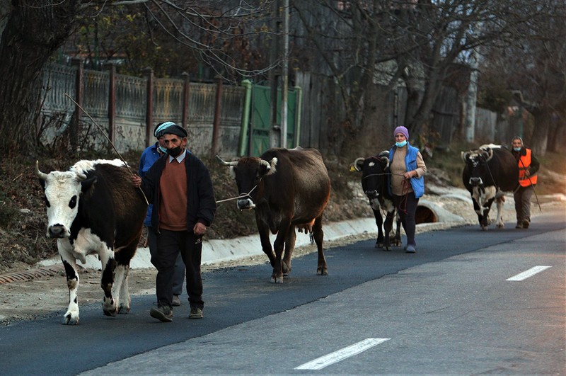 Oameni din Genuneni îşi aduc vitele de la păşune