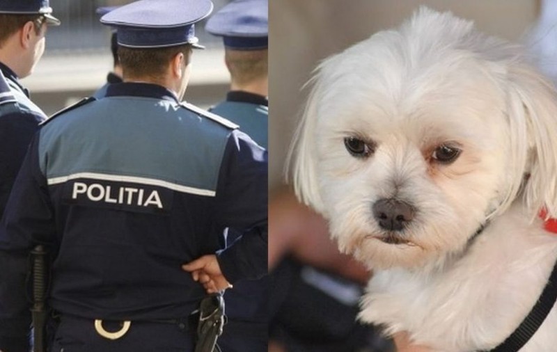 Un ieșean a fost trimis după gratii pentru 30 de zile din cauza unui bichon. Ce a făcut bărbatul