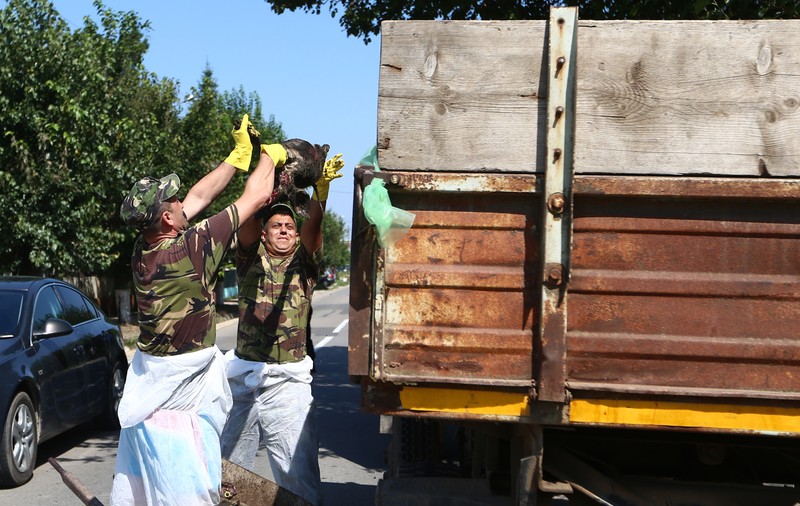 Focar de pestă porcină depistat în municipiul Brăila, în curtea unui om care creștea cinci porci. Animalele au fost eutanasiate
