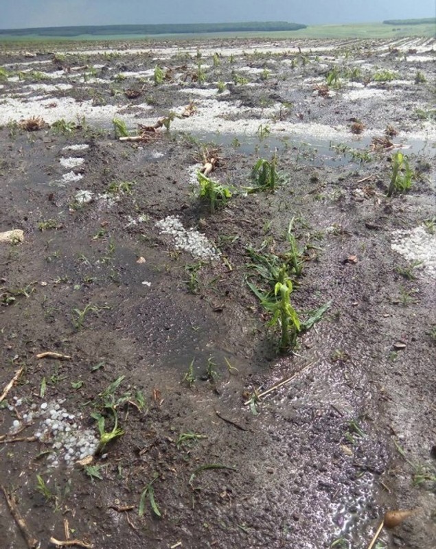 Culturi agricole distruse de gheaţă în județul Botoșani