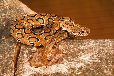 Vipera Russell