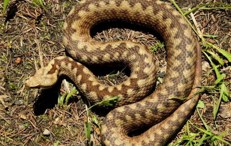 O viperă hibrid, rezultată din încrucișarea a două specii veninoase, a fost identificată în Stiria, Austria