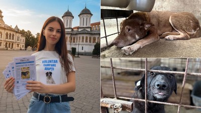 Colaj catei Targu Jiu