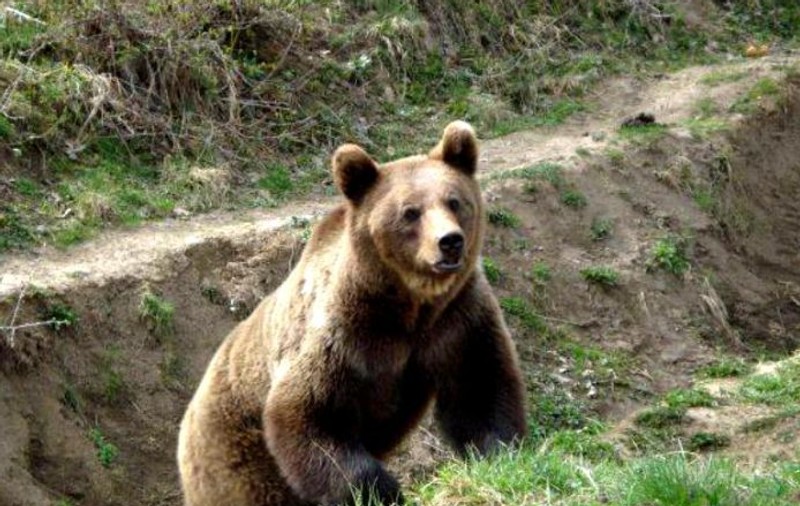 Un băiat de 15 ani din Harghita a ajuns la spital după ce a fost atacat de urs