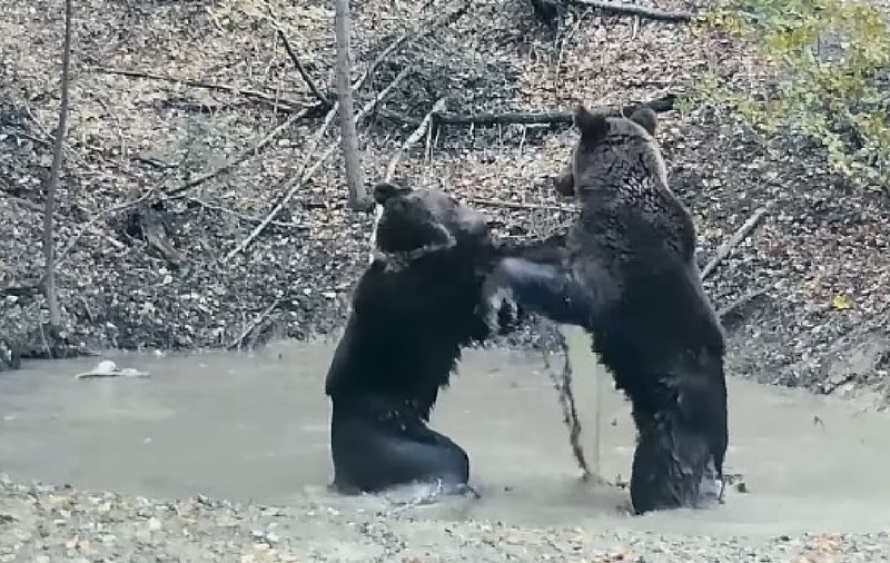 Urși surprinși în timp ce se joacă într-o baltă din Parcul Național Piatra Craiului: „O porție de îmbăiere”
