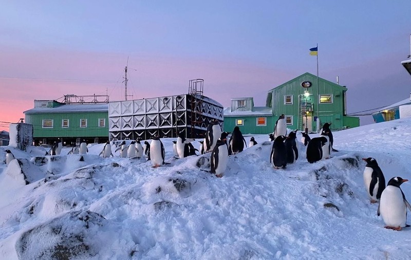 Momentul în care pinguinii au atacat o exploratoare polară: „Se întâmplă pentru prima dată” | VIDEO
