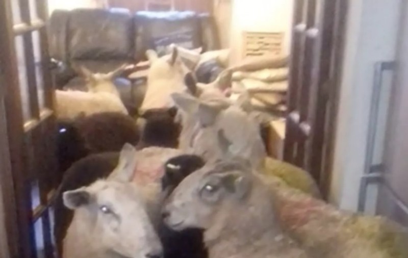 VIDEO | Surpriză incredibilă pentru un fermier: Cățelul a "condus" toate oile în casă