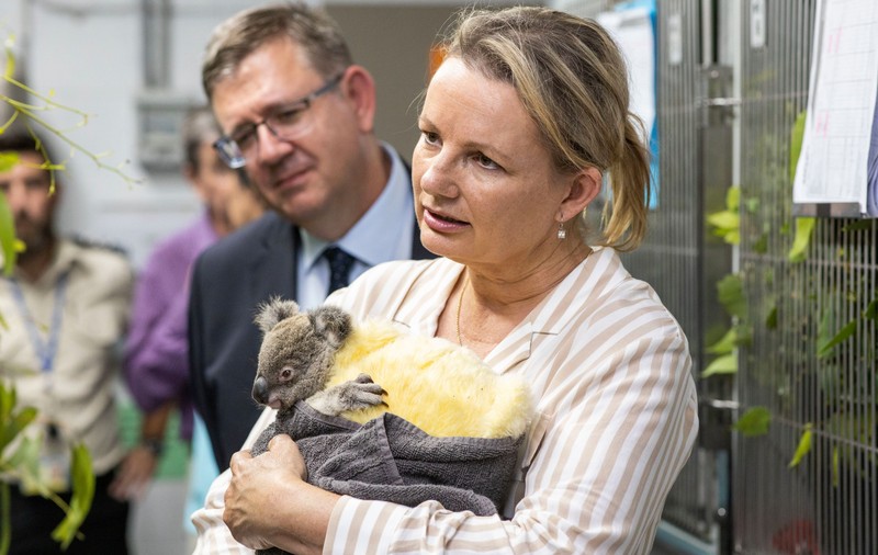 113 specii de animale din Australia, în pericol după incendiile devastatoare