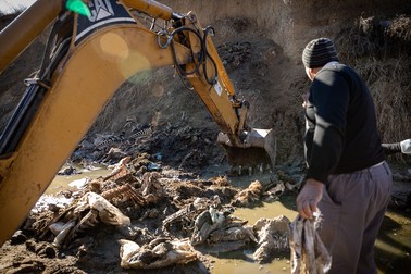 Resturile de animale au fost ridicate cu buldoexcavatorul Primăriei Poiana Lacului