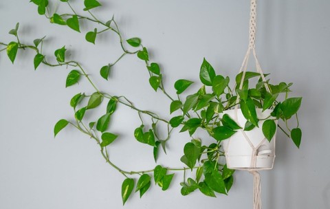 Pothos (Epipremnum aureum) - plantare, îngrijire, simbolistică și origine. Ce e bine să știi despre iedera diavolului