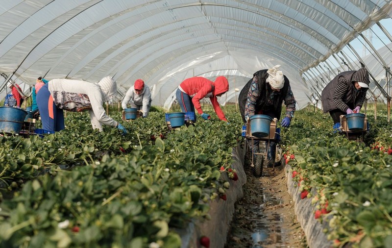 Guvernul vrea să îi ţină în ţară pe cei din diaspora care şi-au pierdut locurile de muncă. Statul va plăti 50%  din salariul brut al noilor angajaţi, dar nu mai mult de 2.500 de lei