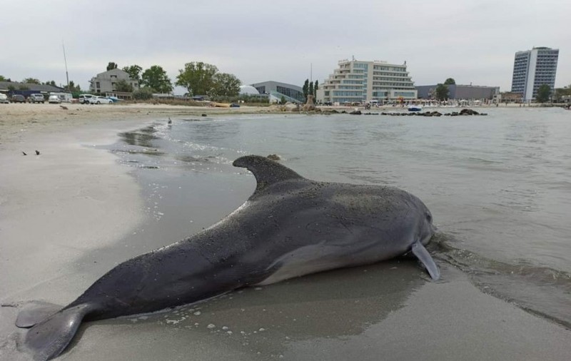 Delfin de 2,5 metri lungime eșuat pe plaja din Mamaia. “N-am mai putut face nimic”
