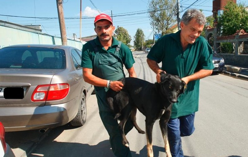 Raportul hingherilor din Capitală pe luna noiembrie: 37 de maidanezi adunaţi zilnic de pe străzi!