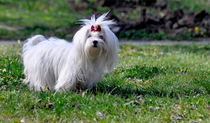 Caracteristicile rasei de câine Bichon