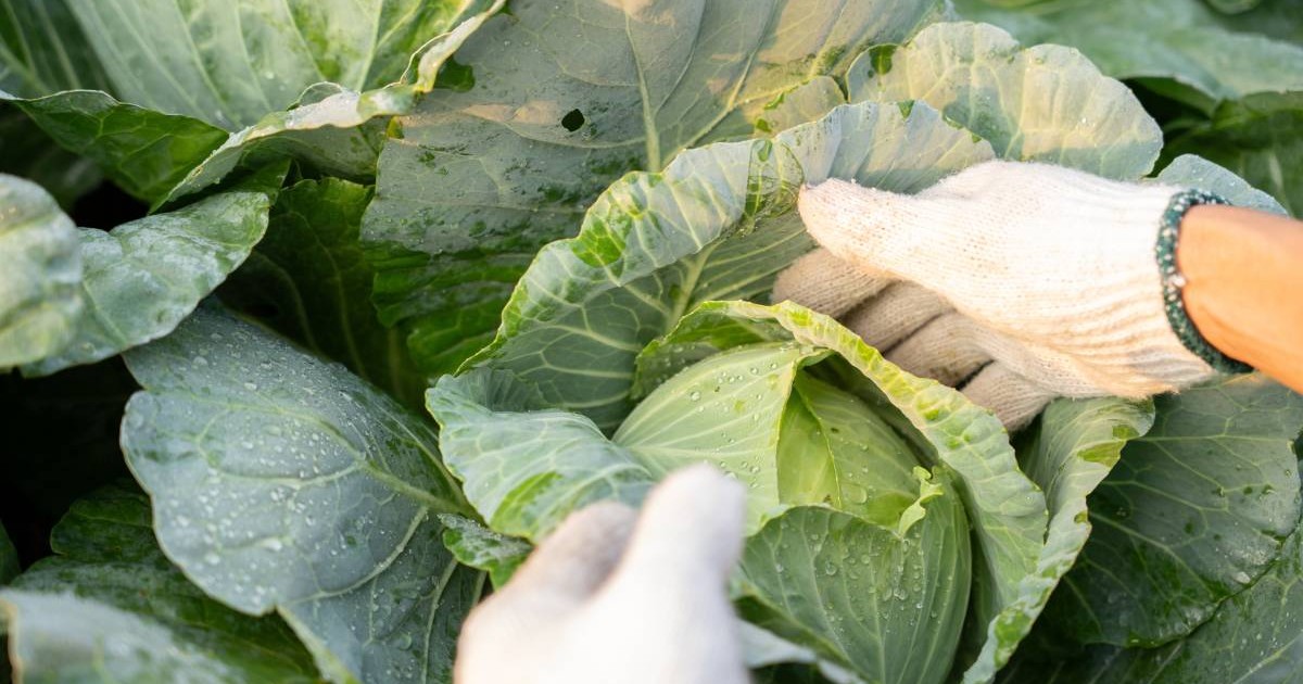 Un producător cu mânuși în mâini în timp ce culege varza verde din curte