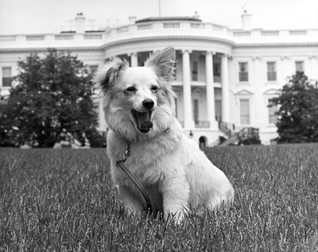 Cățelușa Pushinka, primită de JFK de la Hrușciov în 1961. Foto: jfklibrary.org