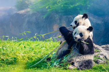 Animale exotice din lume - ursul panda