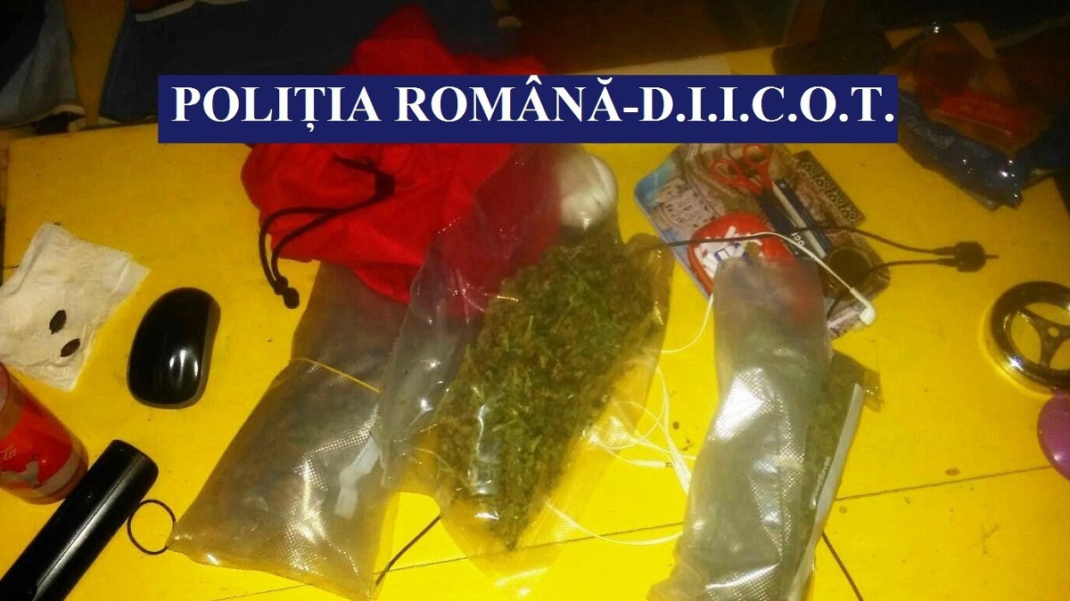 Cultivatori și traficanți de cannabis, audiați și reținuți la Constanța. Infractorii, prinși în urma a zeci de percheziții în trei județe