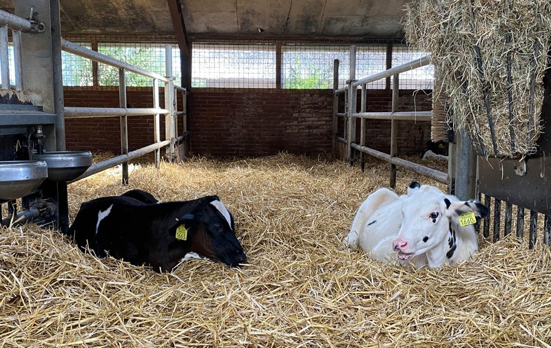 5 măsuri de siguranță pentru prevenția bolilor în rândul animalelor de fermă