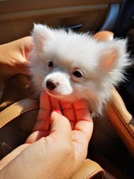 Micul Puppy stă cuminte în poșeta scumpă a stăpânei