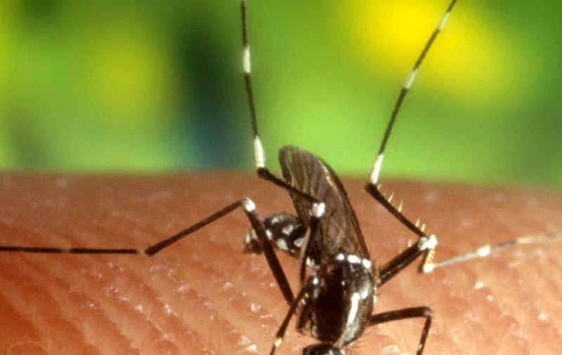 Încă o persoană a murit din cauza infectării cu virusul West Nile, în Suceava