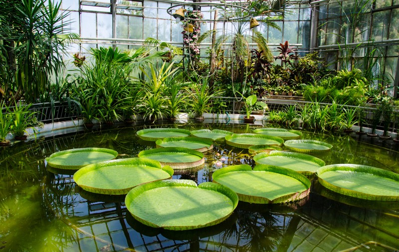 Grădini botanice din România. Ce specii deosebite de plante găzduiesc