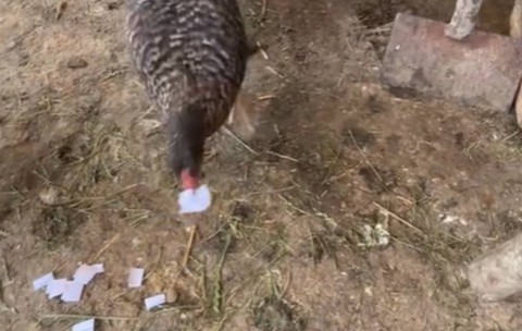 Un elev de clasa a 12-a a apelat la găinile din ogradă pentru a afla ce pică la examenul de BAC la Română: „Știam eu!” | VIDEO