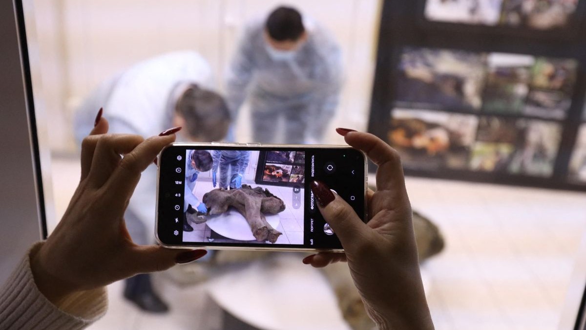 Imagine ilustrativă cu un telefon ținut cu ambele de mâini de o persoană care fotografiază mamutul preistoric descoperit în Rusia, aflat pe podea, lângă doi cercetători îmbrăcați în costume de protecție