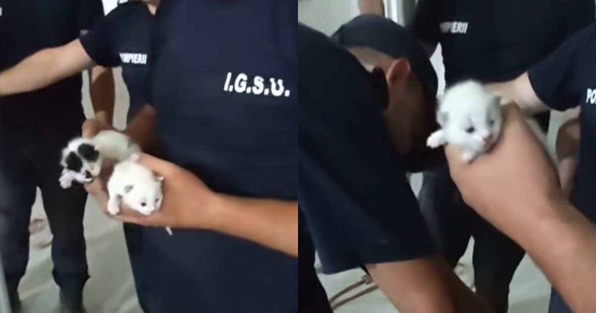 Colaj cu cei doi pui de pisicuțe pe care pompierii i-au salvat de la Broșteni, pisoiașii sunt albi, iar unul dintre ei are blănița neagră la ochi