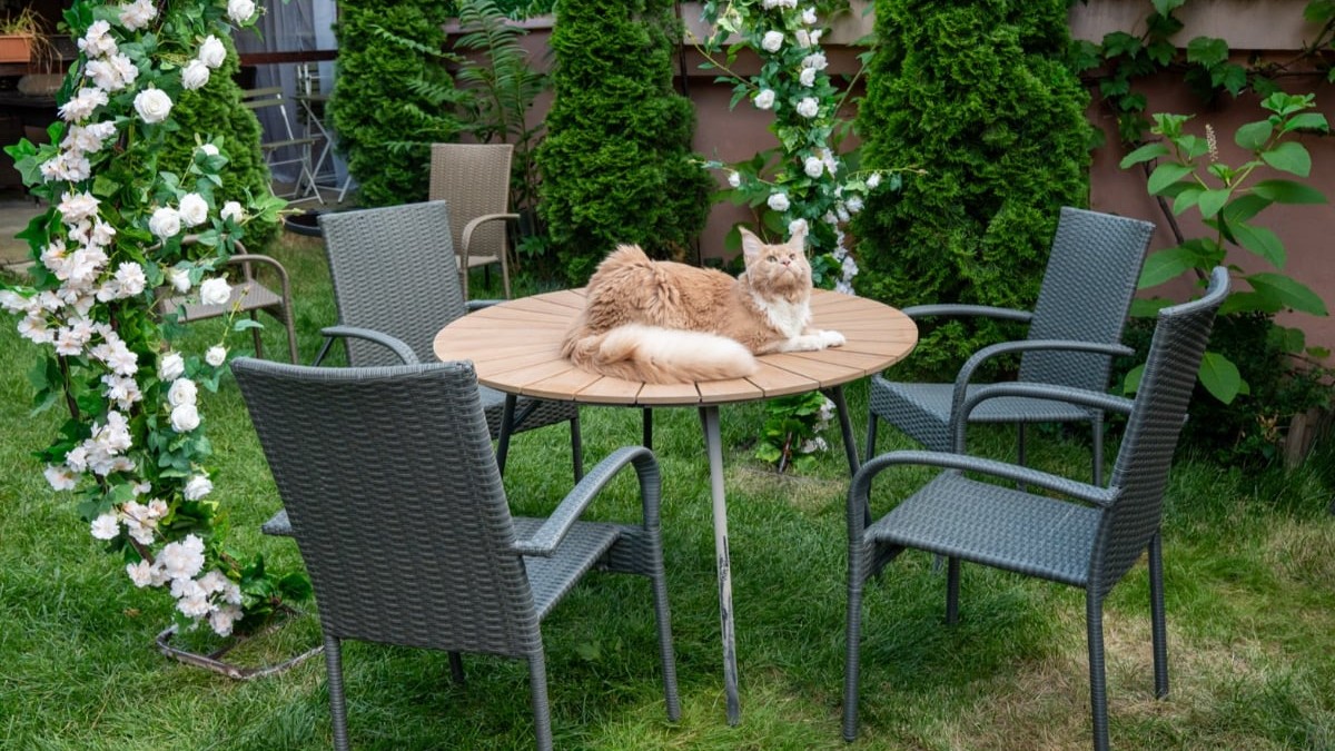 O pisică cu blană lungă stă relaxată pe o masă rotundă amplasată într-o grădină amenajată, înconjurată de scaune și vegetație decorativă. În fundal se observă arcade împodobite cu flori albe și arbori ornamentali, care creează o atmosferă liniștită și elegantă.