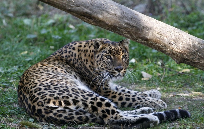 Un leopard a ucis un călugăr budist care medita în India