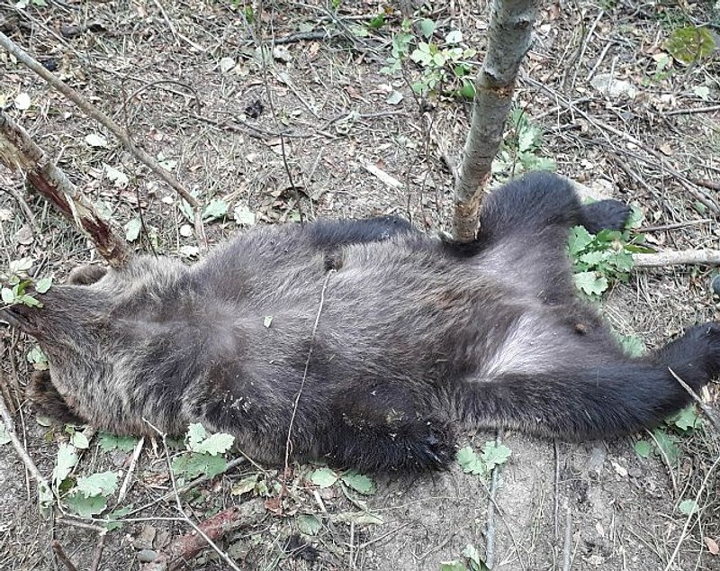 Un urs a fost prins în laț într-o pădure din Vrancea. A fost eliberat după ce i-a fost amputată o labă