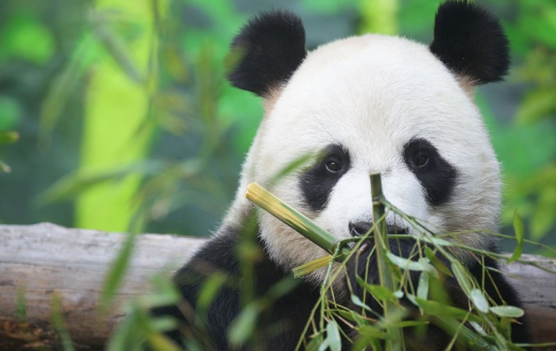 Gata cu „Diplomația Panda”: China își retrage urșii din grădinile zoologice din SUA, în urma divergenților la nivel înalt