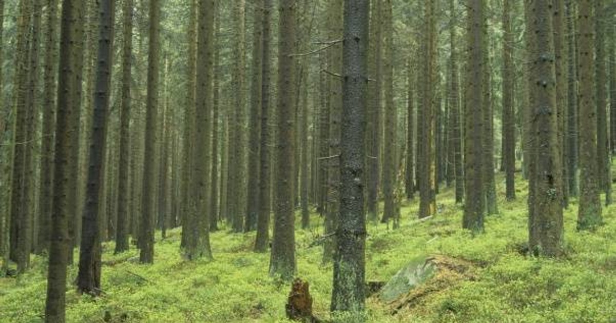 Cum se fură lemnele în pădurile din Suceava. Hoții smulg copacii direct din rădăcină 