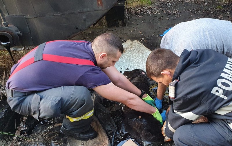 O căţeluşă blocată în smoală a fost salvată de pompierii din Argeș. Intervenția a durat peste 4 ore