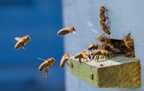 Un val de furturi de stupi, însoțit de amenințarea devastatoare a acarianului varroa, pune în pericol industria apicolă din nordul îndepărtat al statului Queensland, Australia. Sursă foto Shutterstock