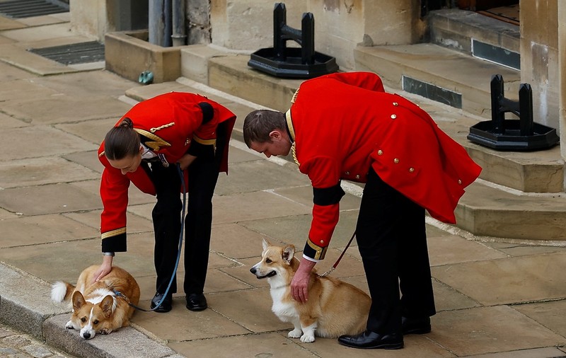 Loiali reginei Elisabeta a II-a. Câinii Corgi şi poneiul suveranei au fost prezenţi la trecerea cortegiului de la Castelul Windsor | VIDEO