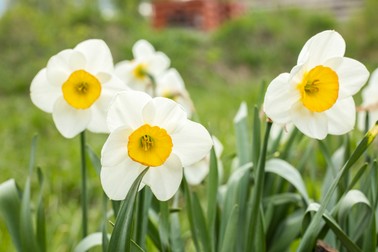 White narcissus (Narcissus poeticus). Copy space